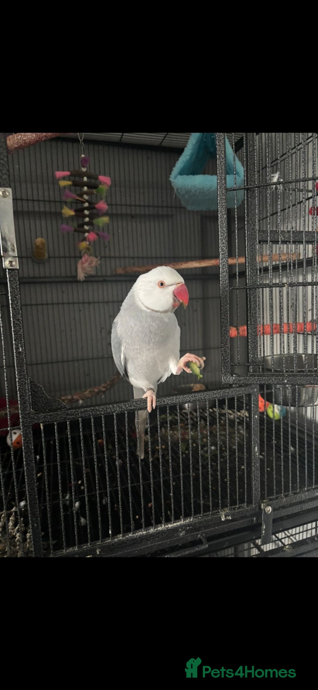 Ringnecks birds for sale: Clear tail  - Advert 3