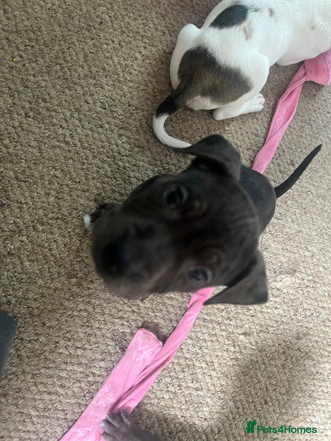 Mixed Breed dogs for sale: Staff x American bulldog puppy’s  in Kettering - Advert 8