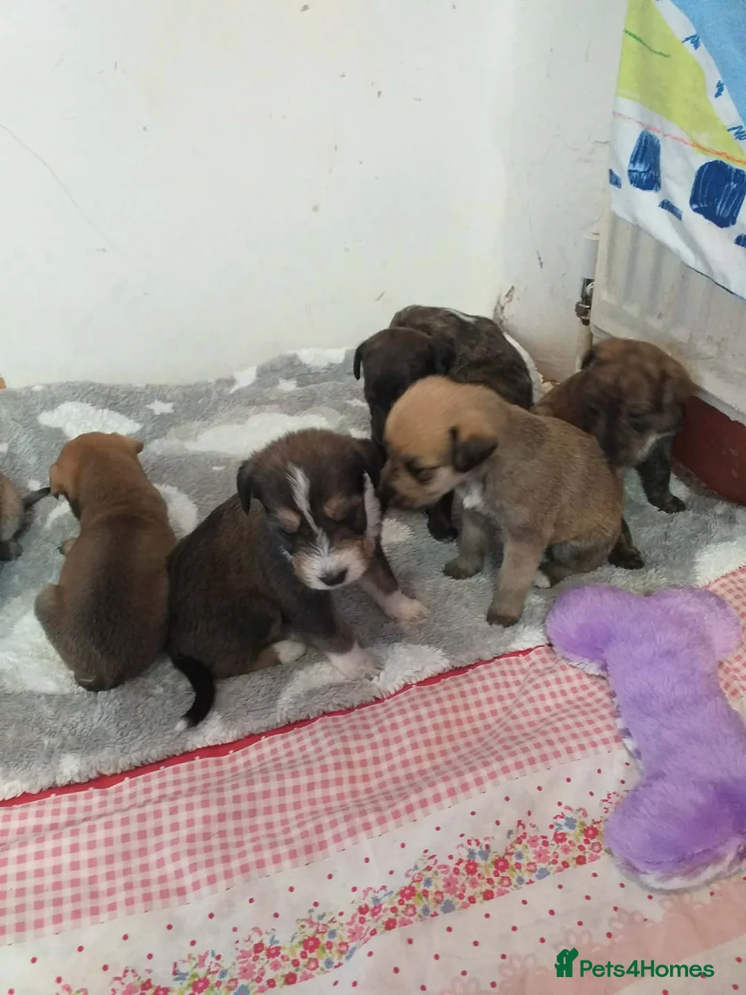 Lurcher dogs for sale: Lurcher puppy's  in Barnsley - Advert 2