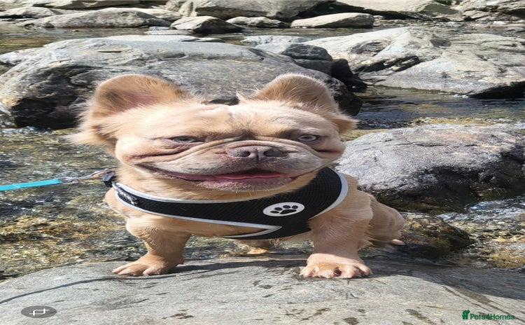 French Bulldog dogs - Advert 5