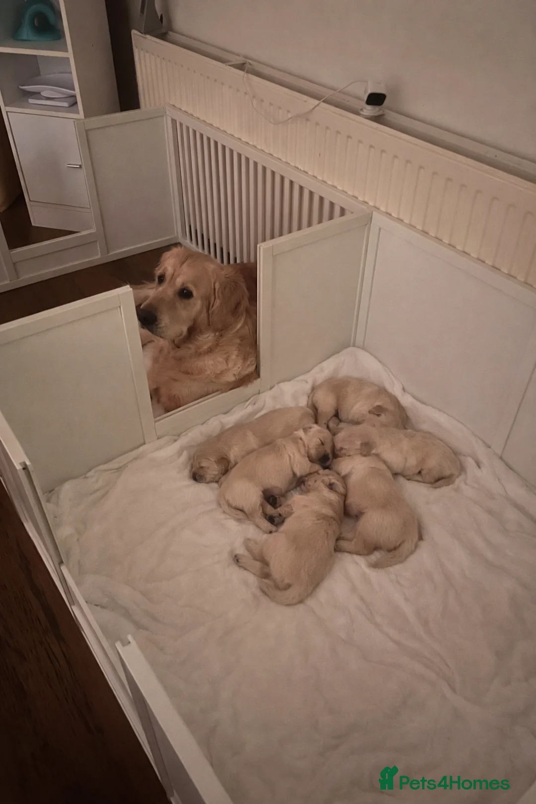 Golden Retriever dogs for sale: 🌟Golden Retriever Puppies | KC & Family Raised 🌟 - Advert 3