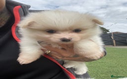 Pomeranian dogs for sale: Pomeranian puppies for sale  - Image 3