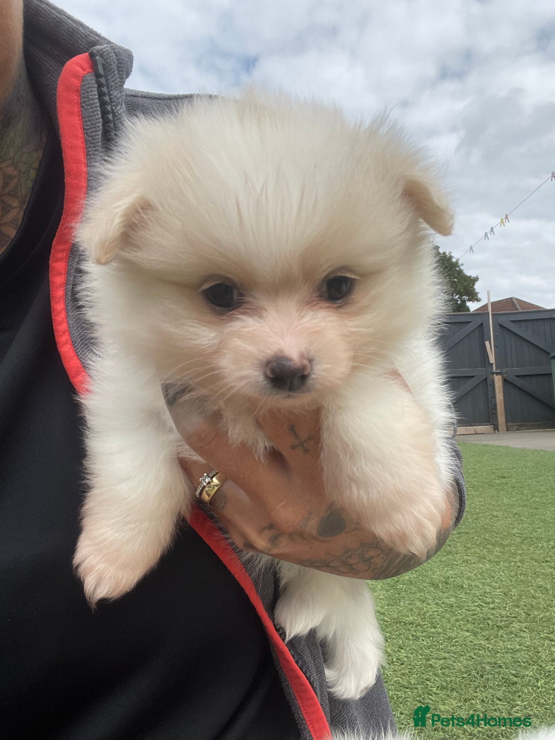 Pomeranian dogs for sale: Pomeranian puppies for sale  - Image 3