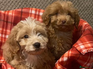 Cockapoo dogs Adorable cockapoo pups - Advert 8