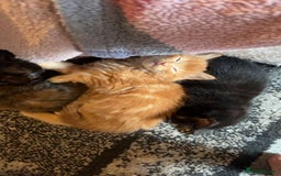 Mixed Breed cats for sale: Kittens for sale - read description for prices.  - Image 3