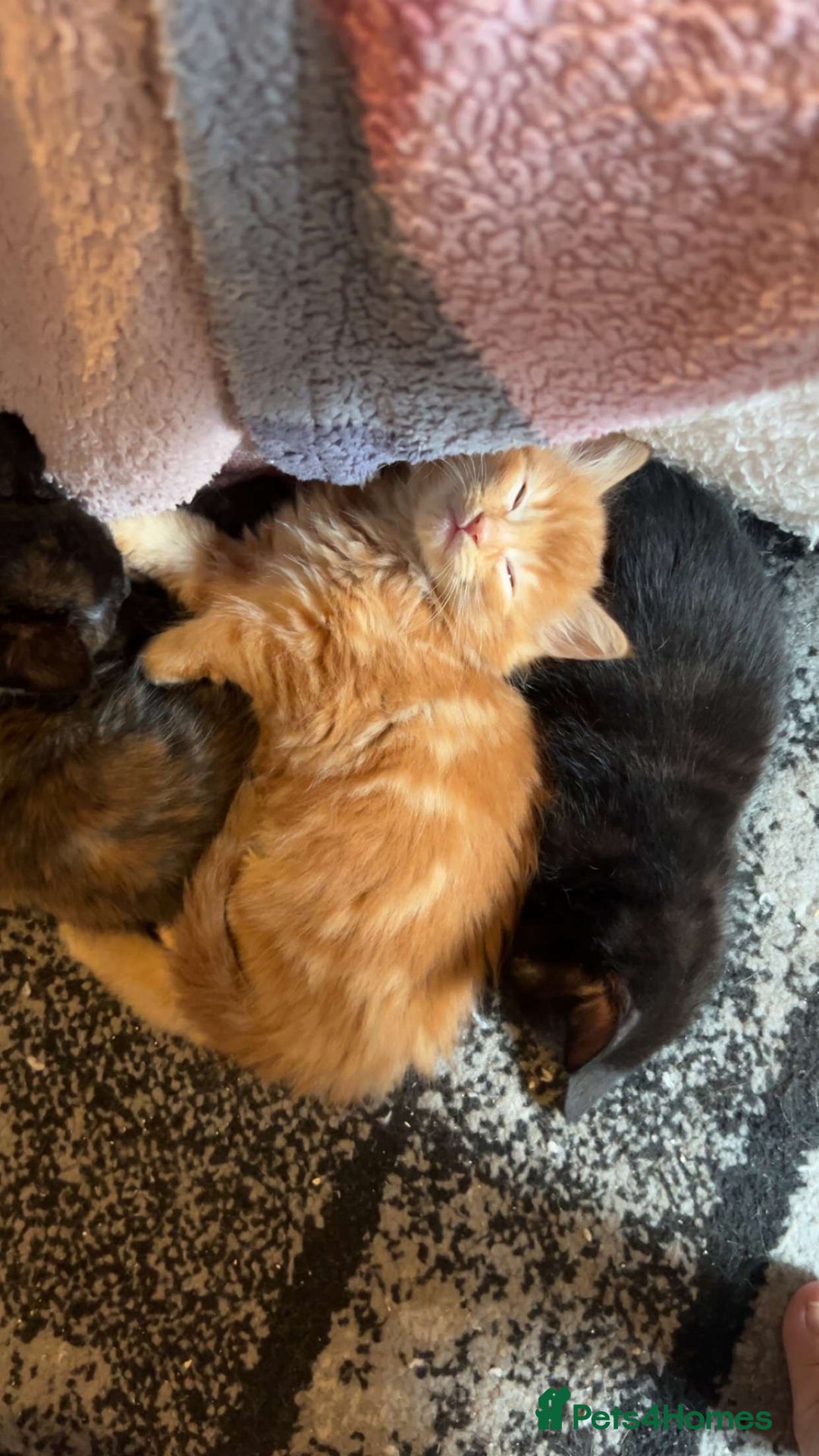 Mixed Breed cats for sale: Kittens for sale - read description for prices.  - Image 3