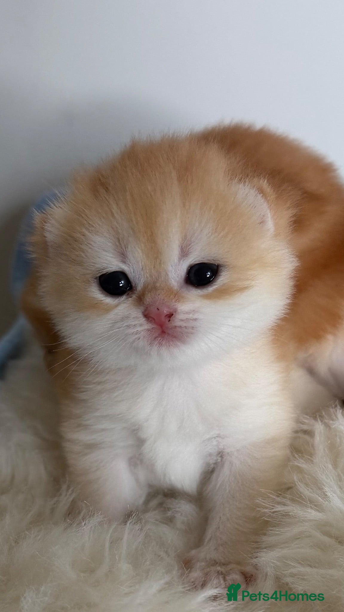 British Shorthair cats Show quality Golden BSH boys  - Advert 1