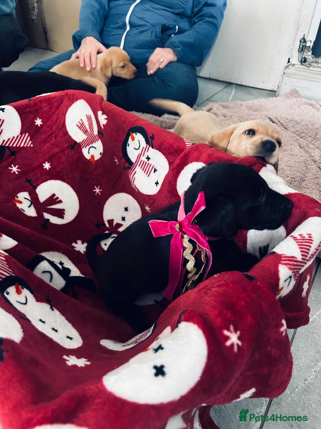 Labrador Retriever dogs for sale: Labrador puppies - Advert 6