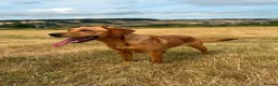 Labrador Retriever dogs for sale: KC Labrador Female in Alfreton - Advert 6