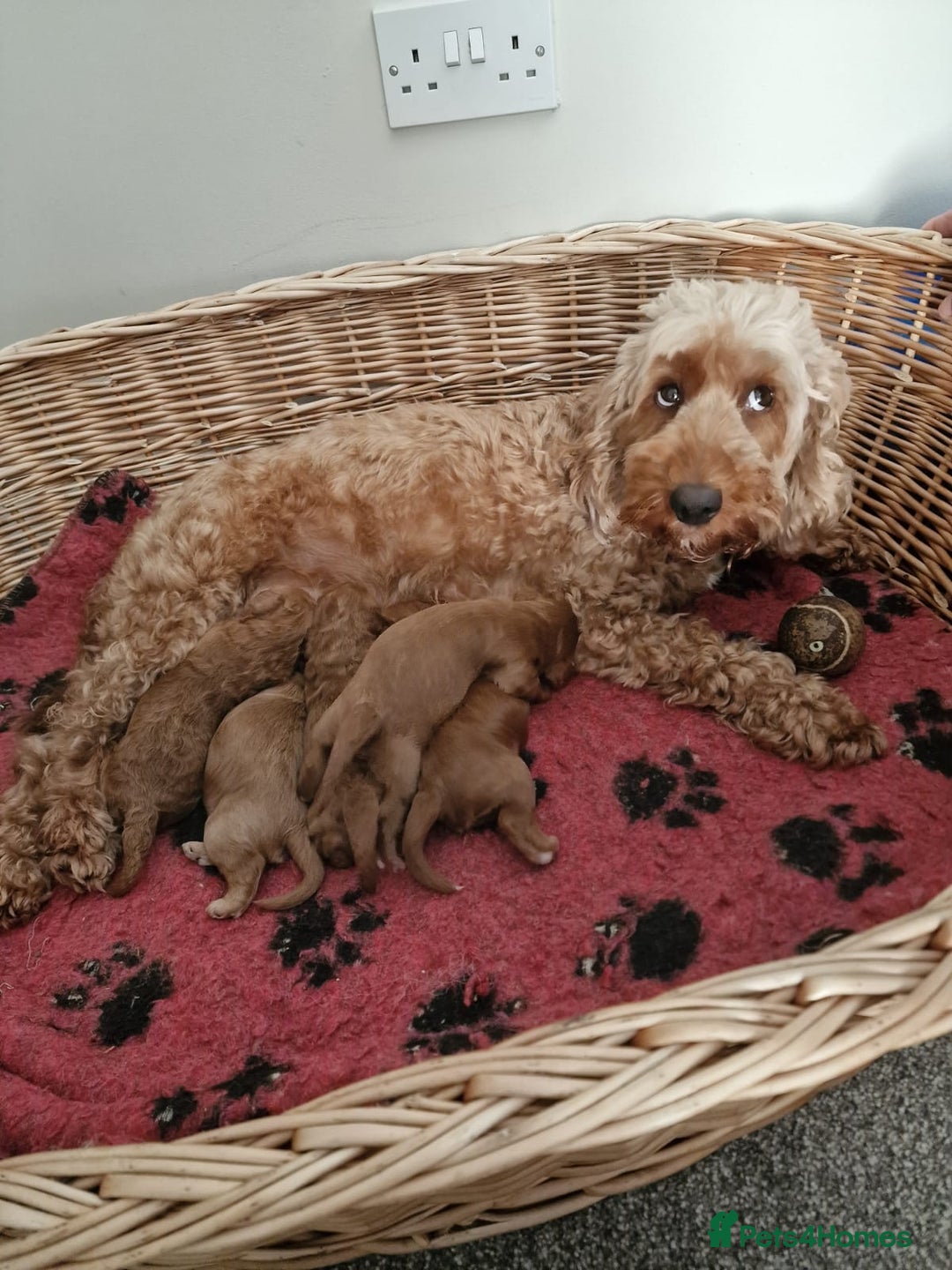 Cockapoo dogs for sale: 5 gorgeous red cockapoos  - Image 2