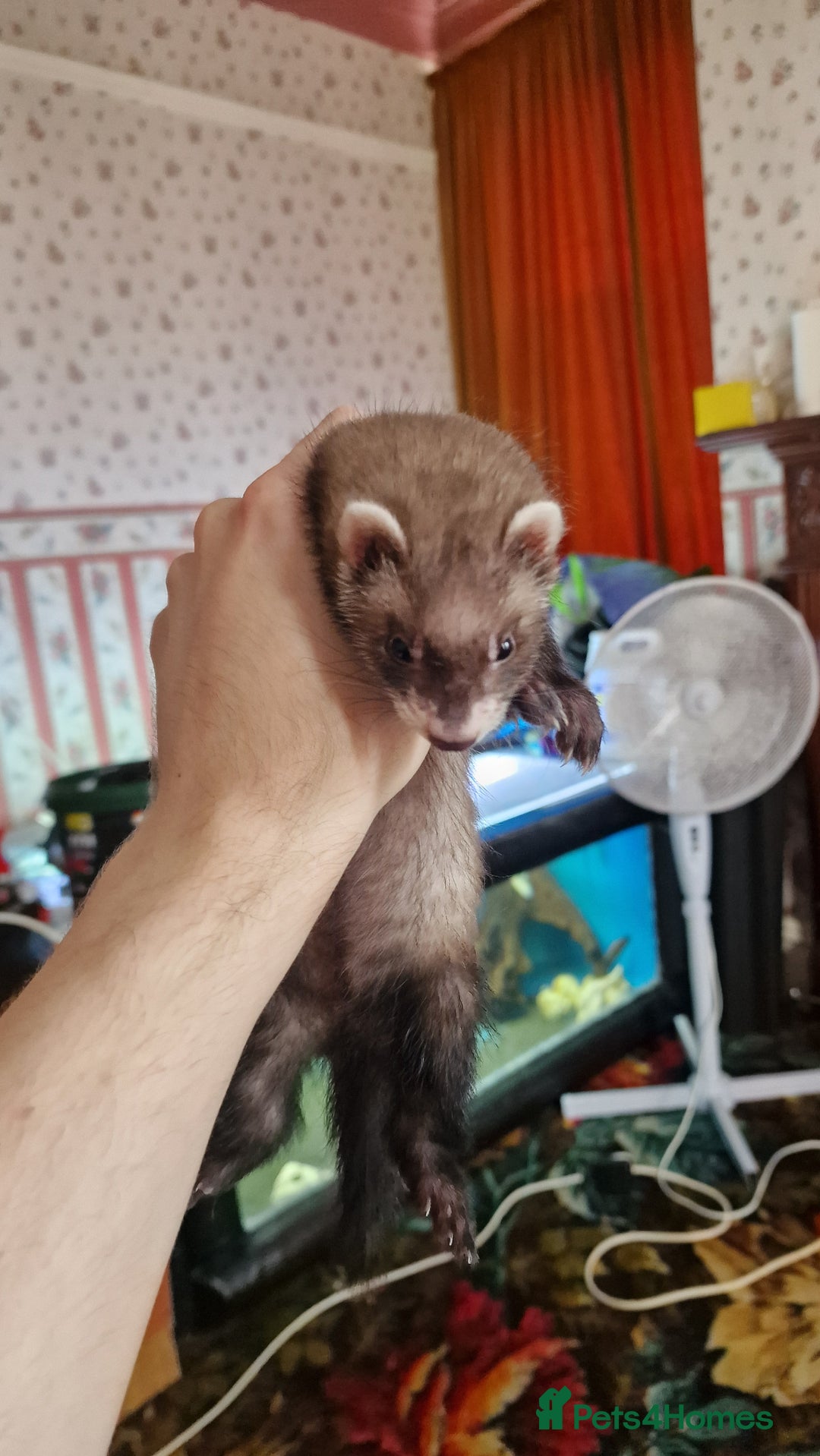 Ferret rodents for sale: 3 mixed EU Polecat Jills for sale - Image 6