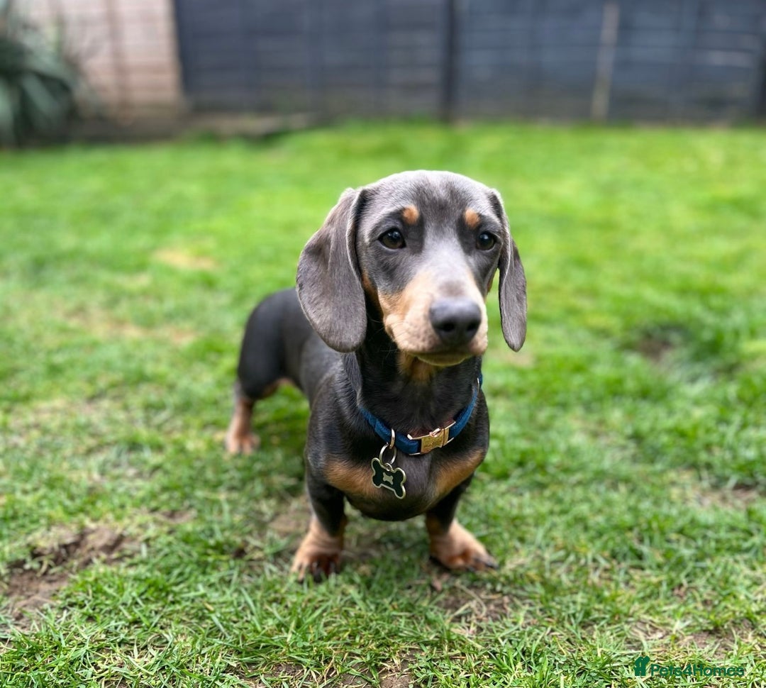 Miniature Dachshund dogs for stud: Available for stud blue and tan mini dachshund - Image 22