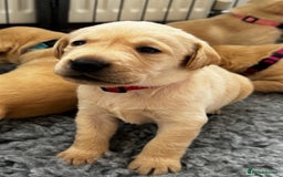 Labrador Retriever dogs for sale: Champion Bloodlines KC Labrador Retriever Puppies - Image 18