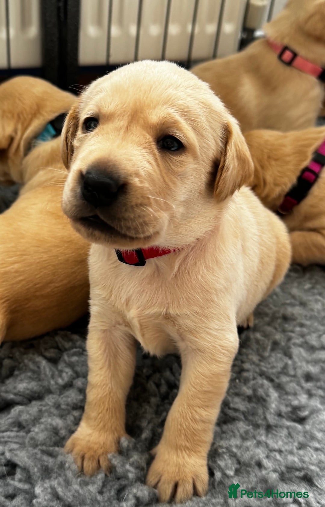 Labrador Retriever dogs for sale: Champion Bloodlines KC Labrador Retriever Puppies - Image 18