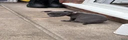 Staffordshire Bull Terrier dogs for sale: Staffy puppy  - Advert 4