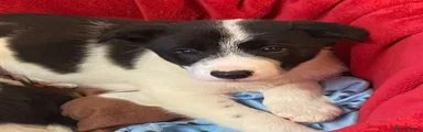 Border Collie 2