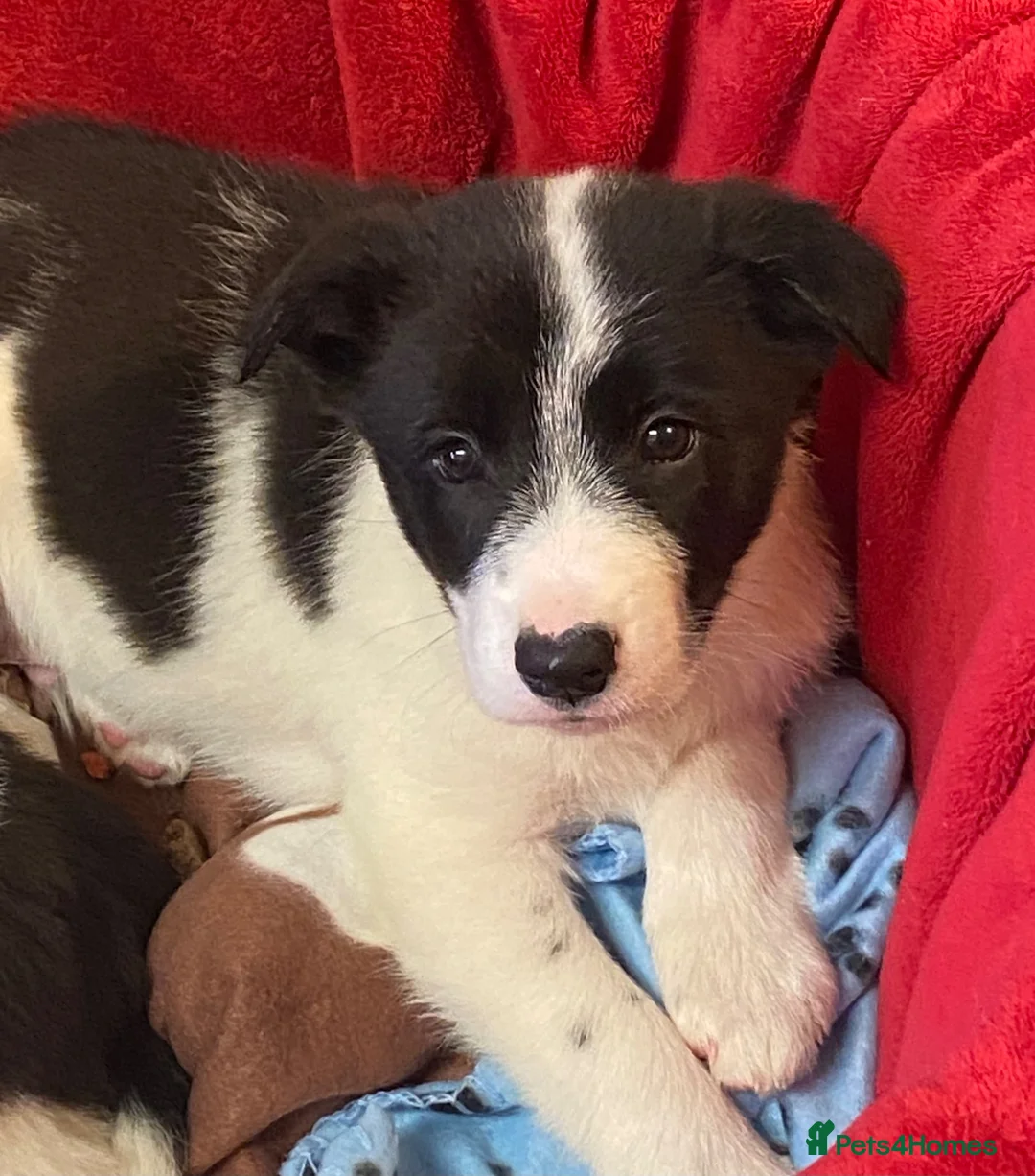 Border Collie dogs for sale: Gorgeous border collie pups - Advert 2