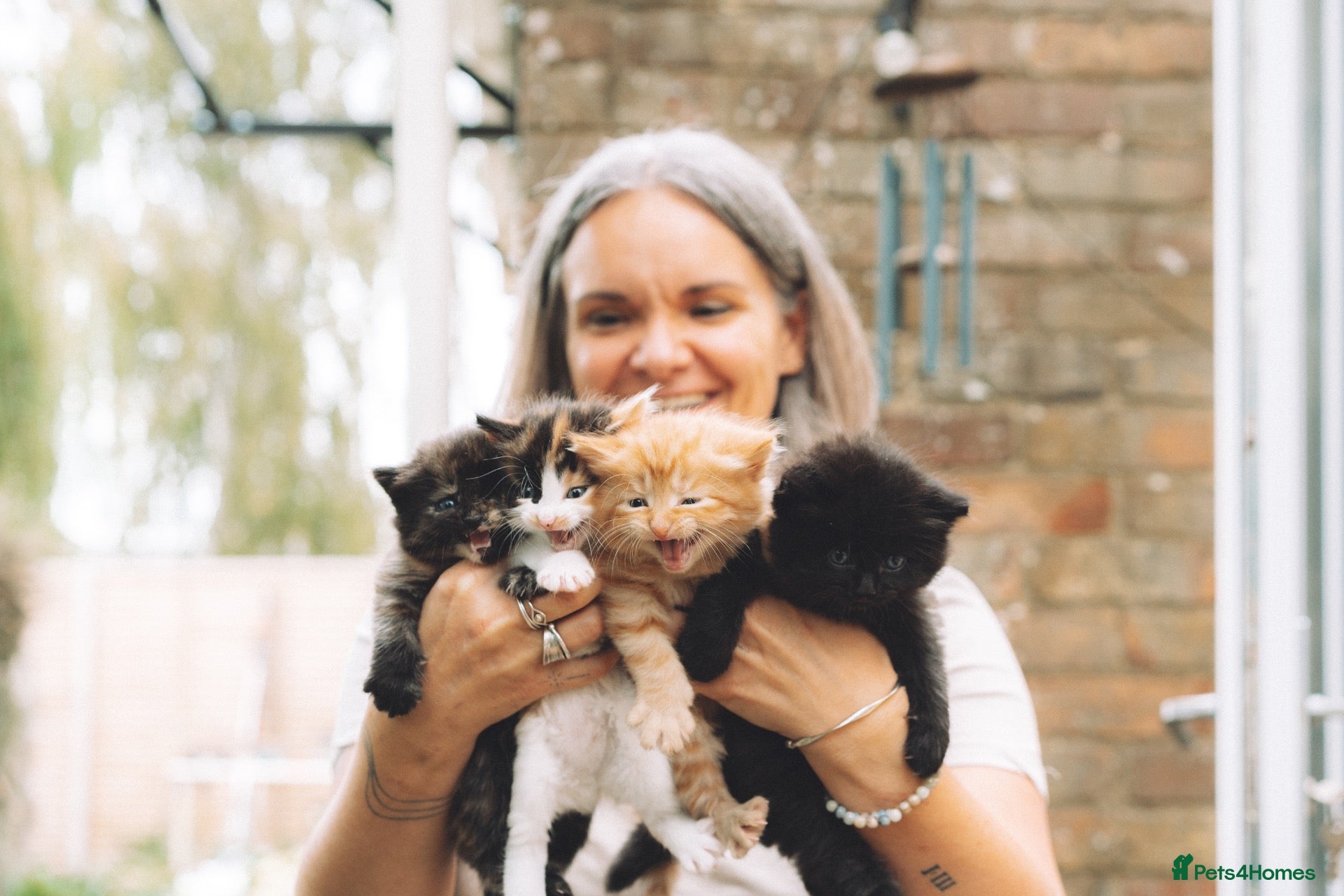 Mixed Breed cats Stunning kittens from a Maine Coon cross mum - Advert 2