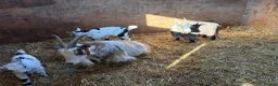 Goats livestock for sale: 4 Pedigree registered Pygmy goats  - Advert 9