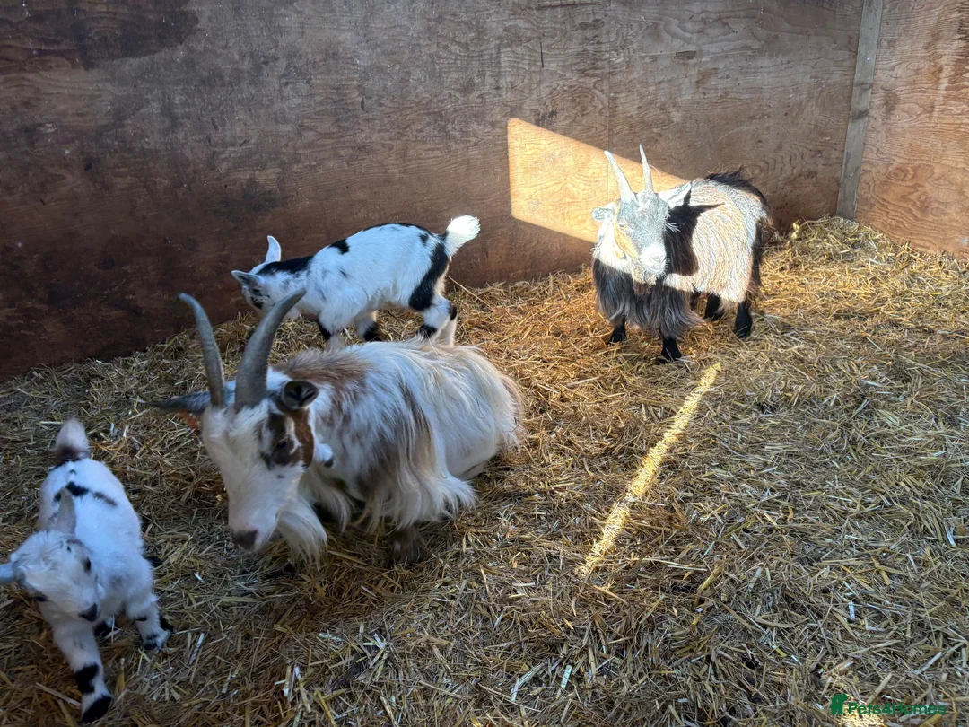 Goats livestock for sale: 4 Pedigree registered Pygmy goats  - Advert 9
