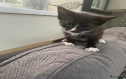 Domestic Shorthair cats for sale: Kitten.  Black white.  8 weeks old - Image 2