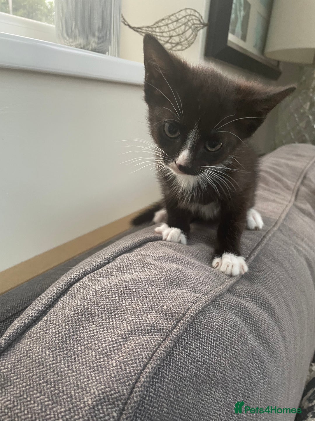 Domestic Shorthair cats for sale: Kitten.  Black white.  8 weeks old - Image 2