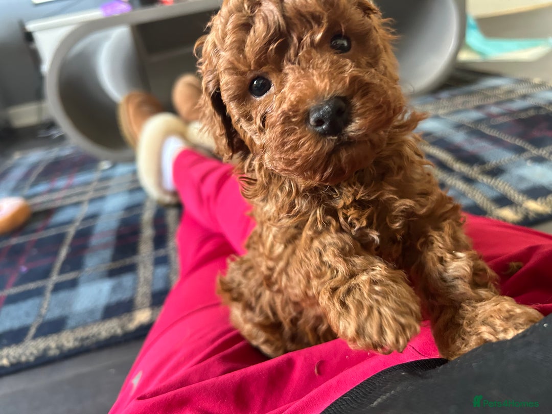 Toy Poodle dogs for sale: Tiny toy poodles 🔥 - Image 2