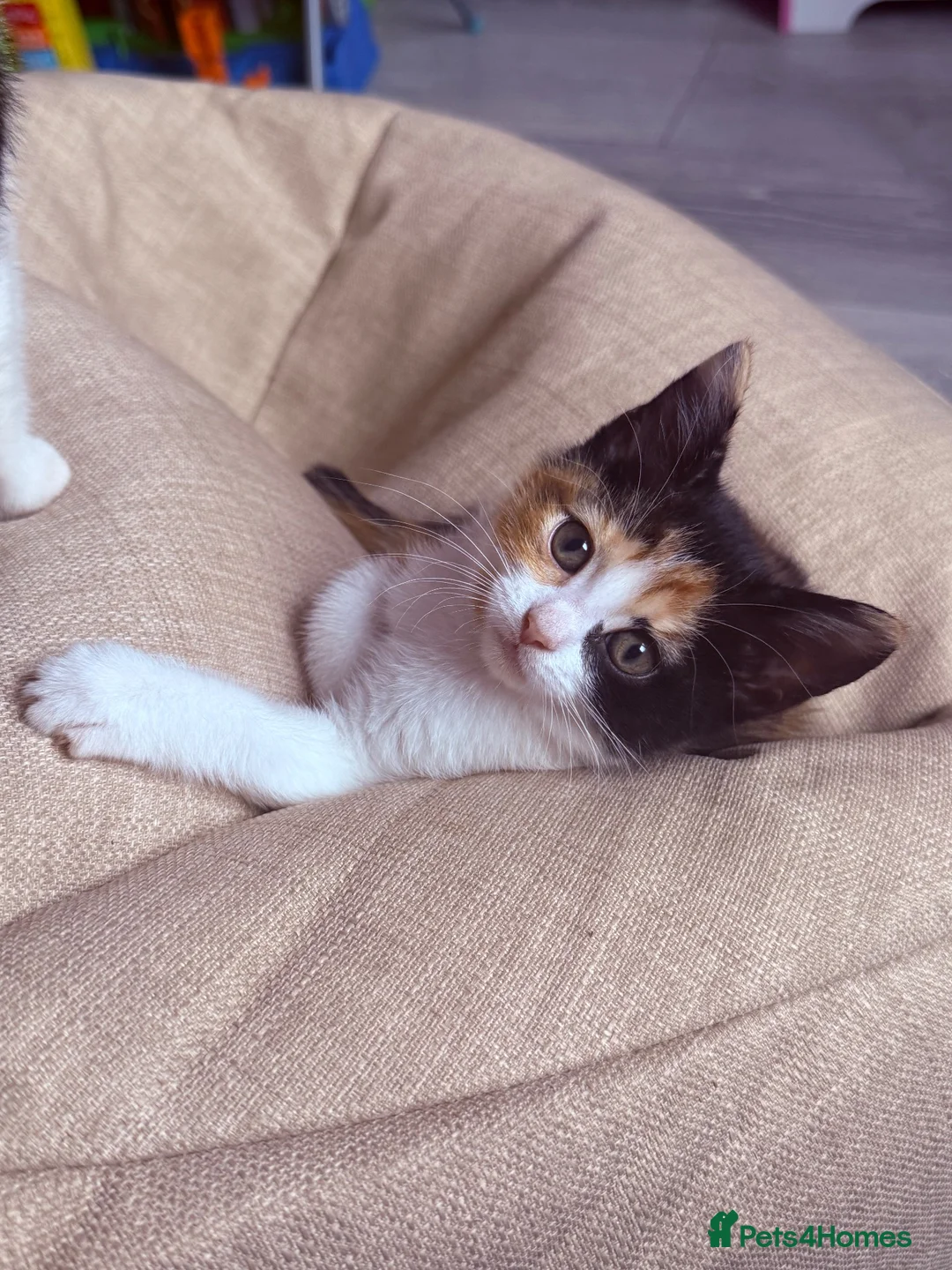 Mixed Breed cats for sale: Beautiful kittens for sale - Advert 2