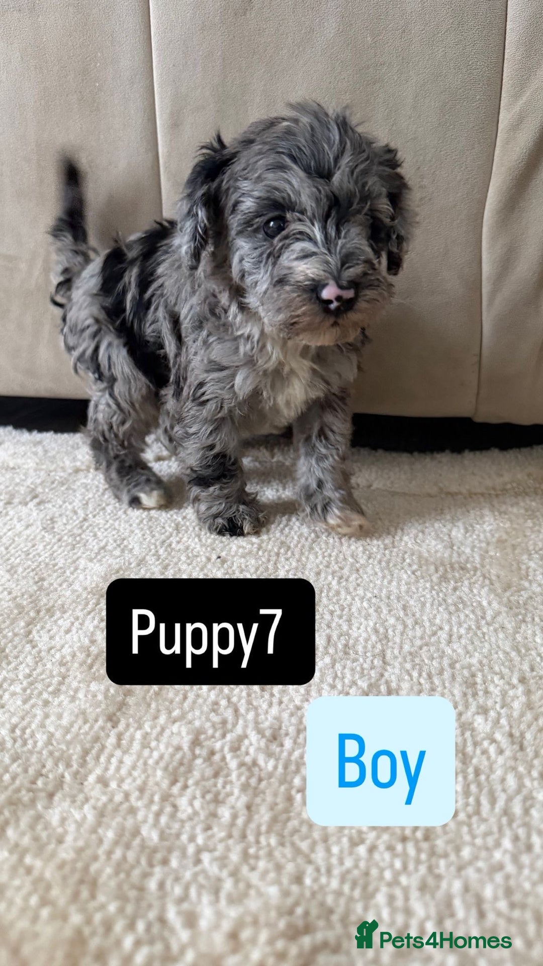Mixed Breed dogs for sale: Schnoodle puppies for sale  - Advert 6