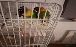 Lovebirds birds for sale: Lovebird  - Image 1