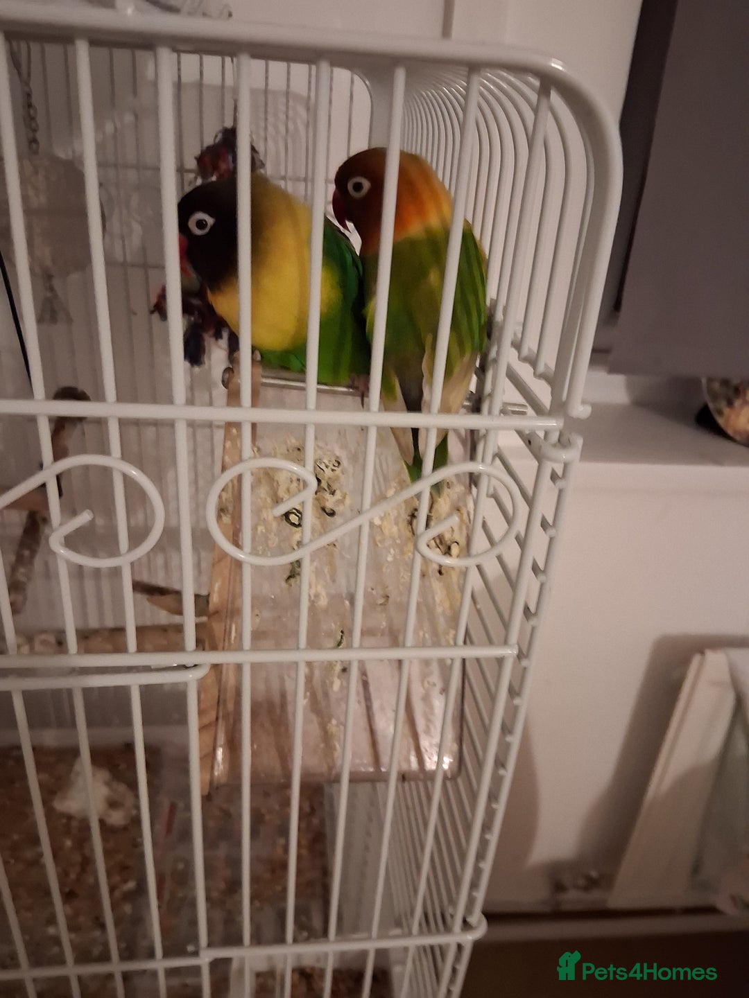 Lovebirds birds for sale: Lovebird  - Image 1