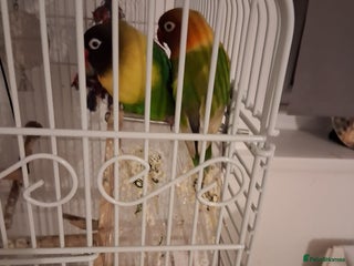 Lovebirds birds - Advert 24