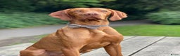 Hungarian Vizsla dogs for stud: Rolo Hungarian Viszla STUD in Treharris - Advert 3