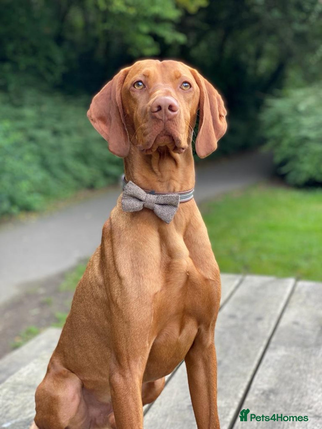 Hungarian Vizsla dogs for stud: Rolo Hungarian Viszla STUD in Treharris - Advert 3