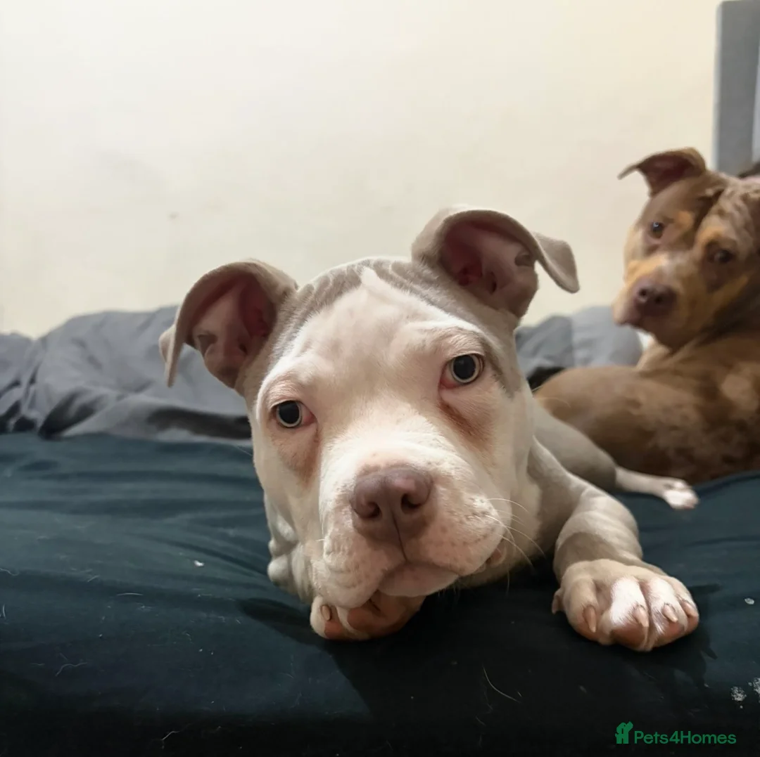 American Bully dogs for sale: Male American pocket bully  - Advert 3
