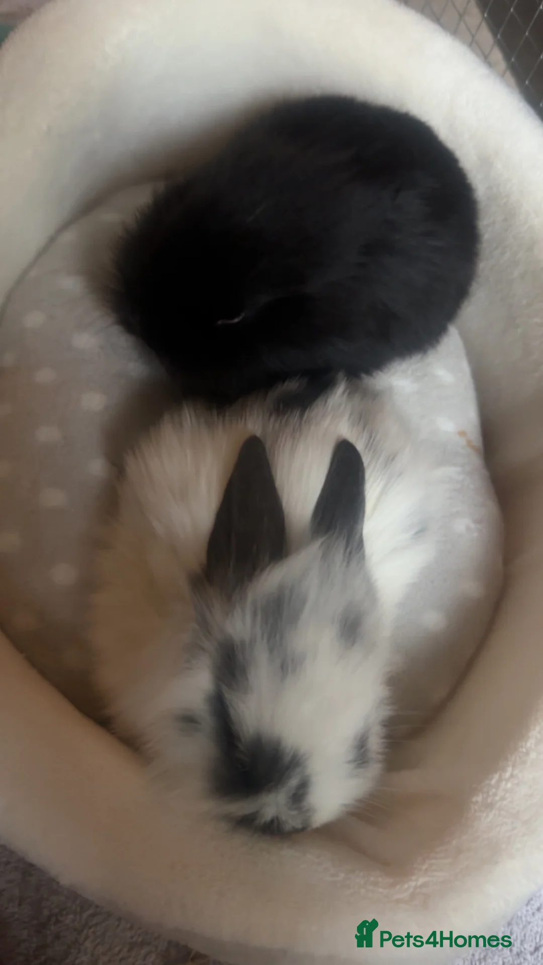 Mini Lop rabbits for sale: mini lop bunnies  in Slough - Advert 3