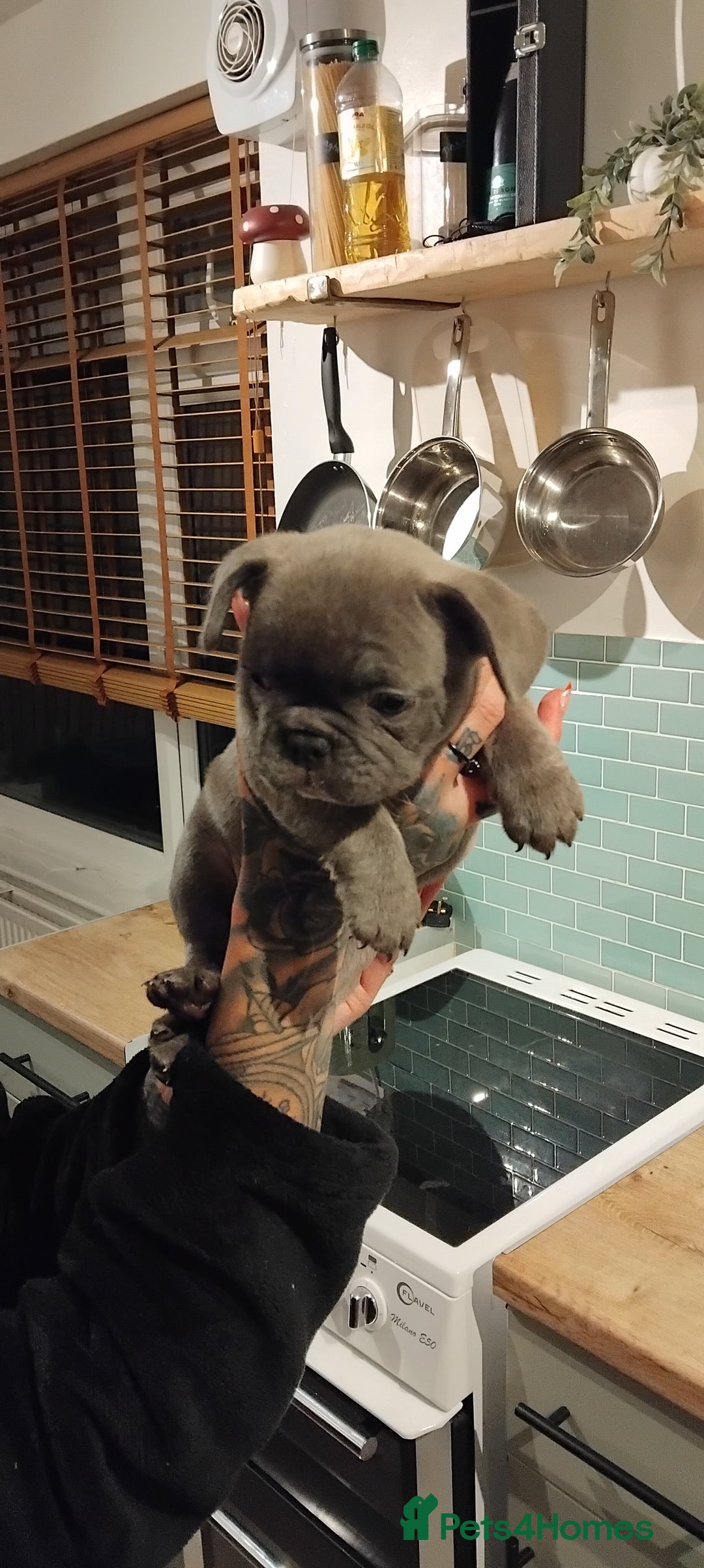 French Bulldog dogs for sale: French bulldog FLUFFY pups - Image 38