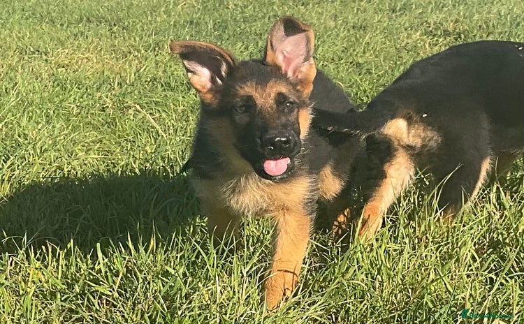 German Shepherd dogs - Advert 3
