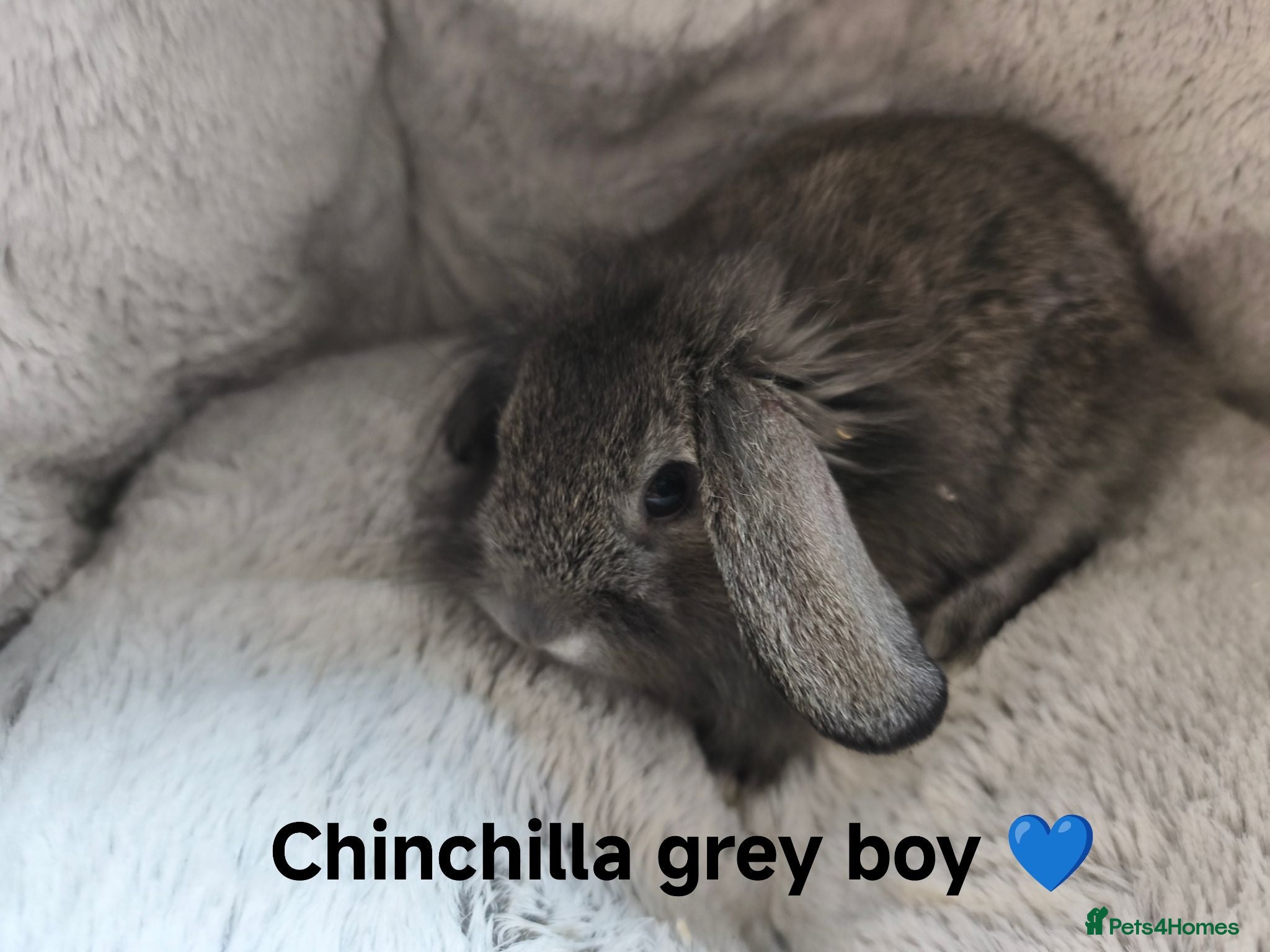 Mini Lop rabbits 2 Bunnies Ready to leave 6th August - Advert 2