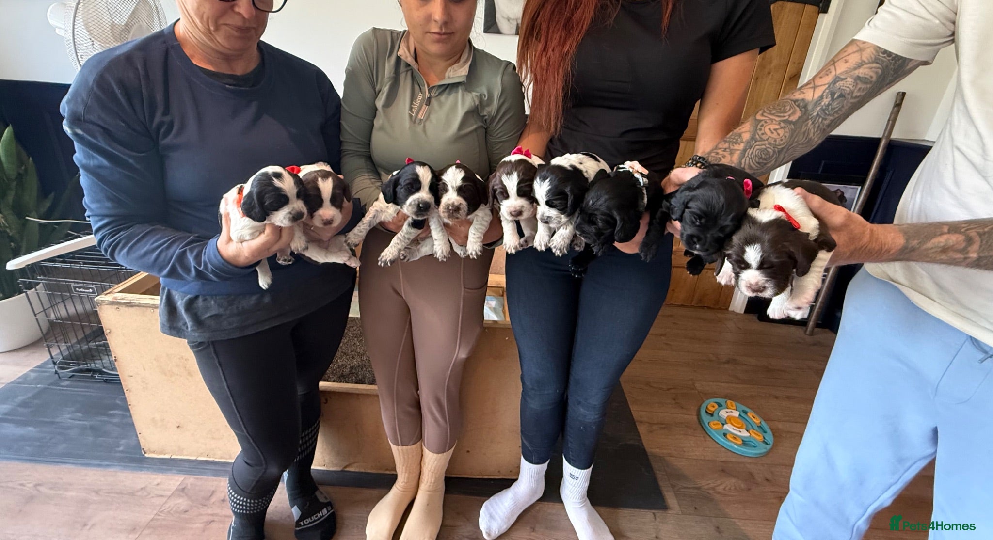 Sprocker dogs Working sproker spaniel pups  - Advert 1