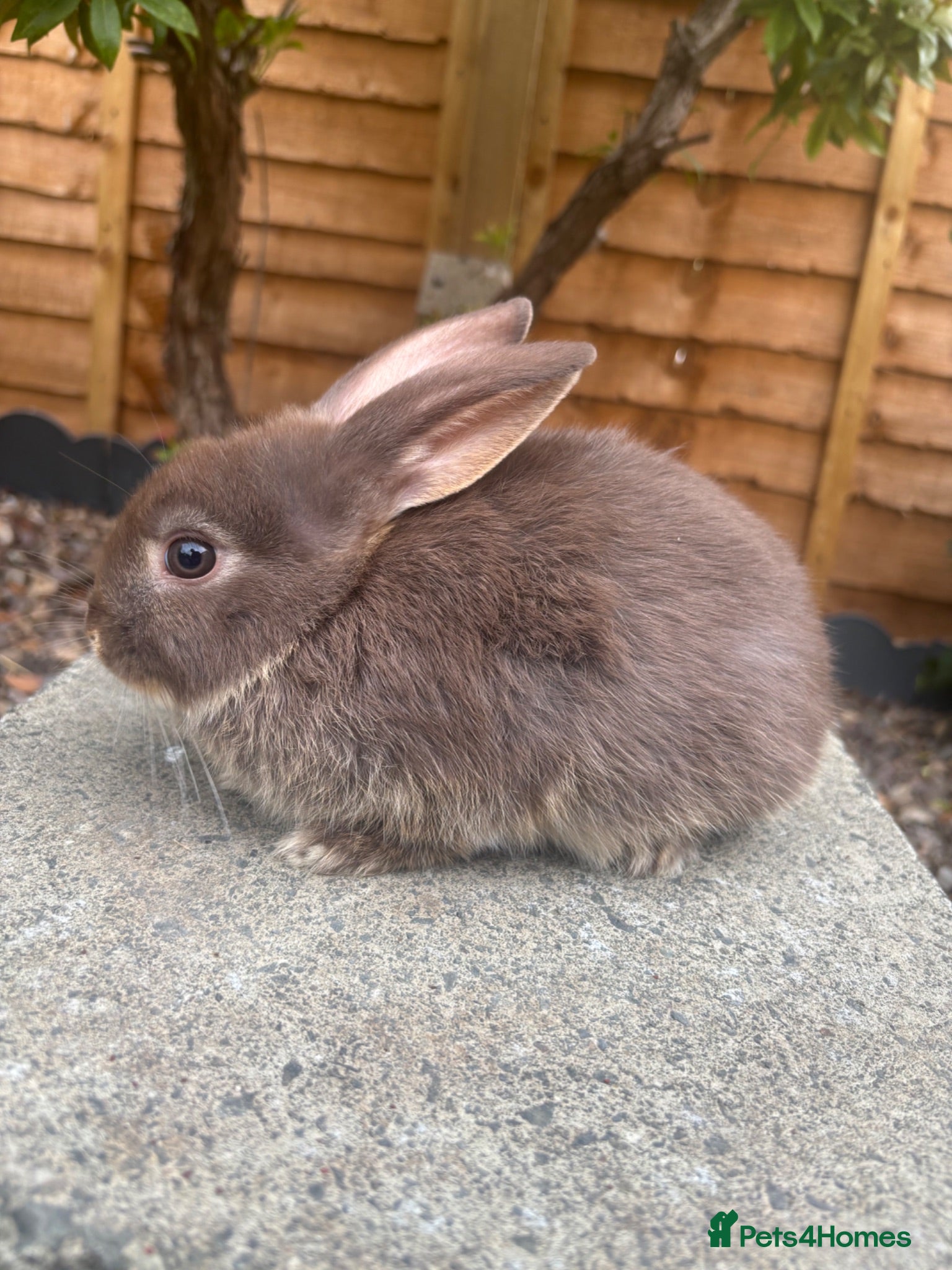 Mini Lop rabbits Female chocolate otter / black self cross - Advert 2