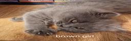 British Longhair cats for sale: Gorgeous British Blue longhair kittens - Advert 26