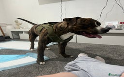 Staffordshire Bull Terrier dogs for sale: Rolo NEEDS GONE URGENTLY - Image 3