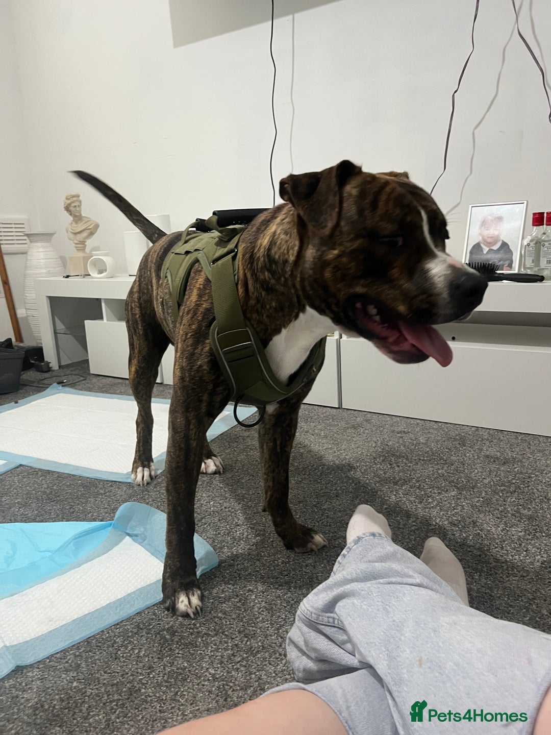 Staffordshire Bull Terrier dogs for sale: Rolo NEEDS GONE URGENTLY - Image 3