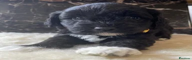 Shihpoo 3