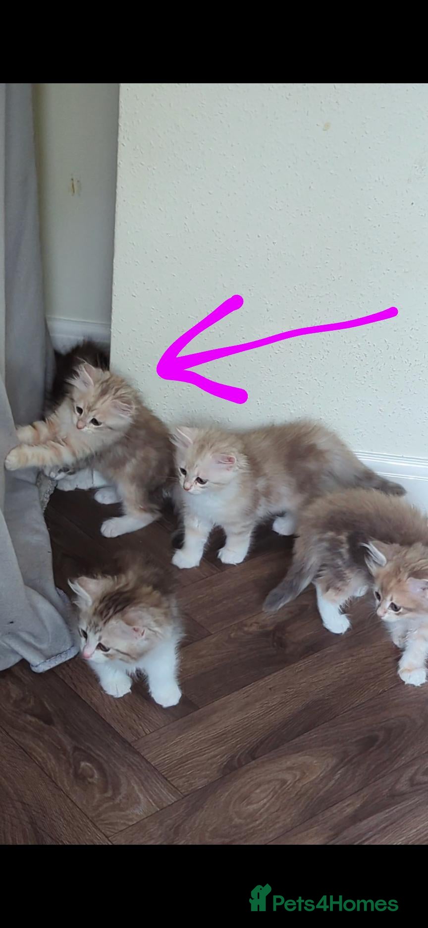 Siberian cats Bimetallic TICA Reg. from Health Tested Parents - Advert 1