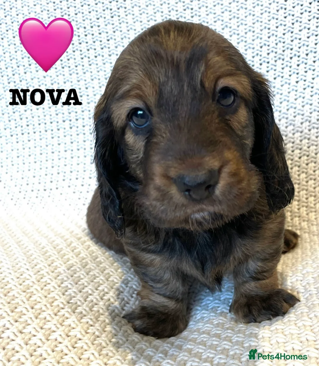 Dachshund dogs for sale: 5 KC Standard Long Hair Dachshunds - Advert 8