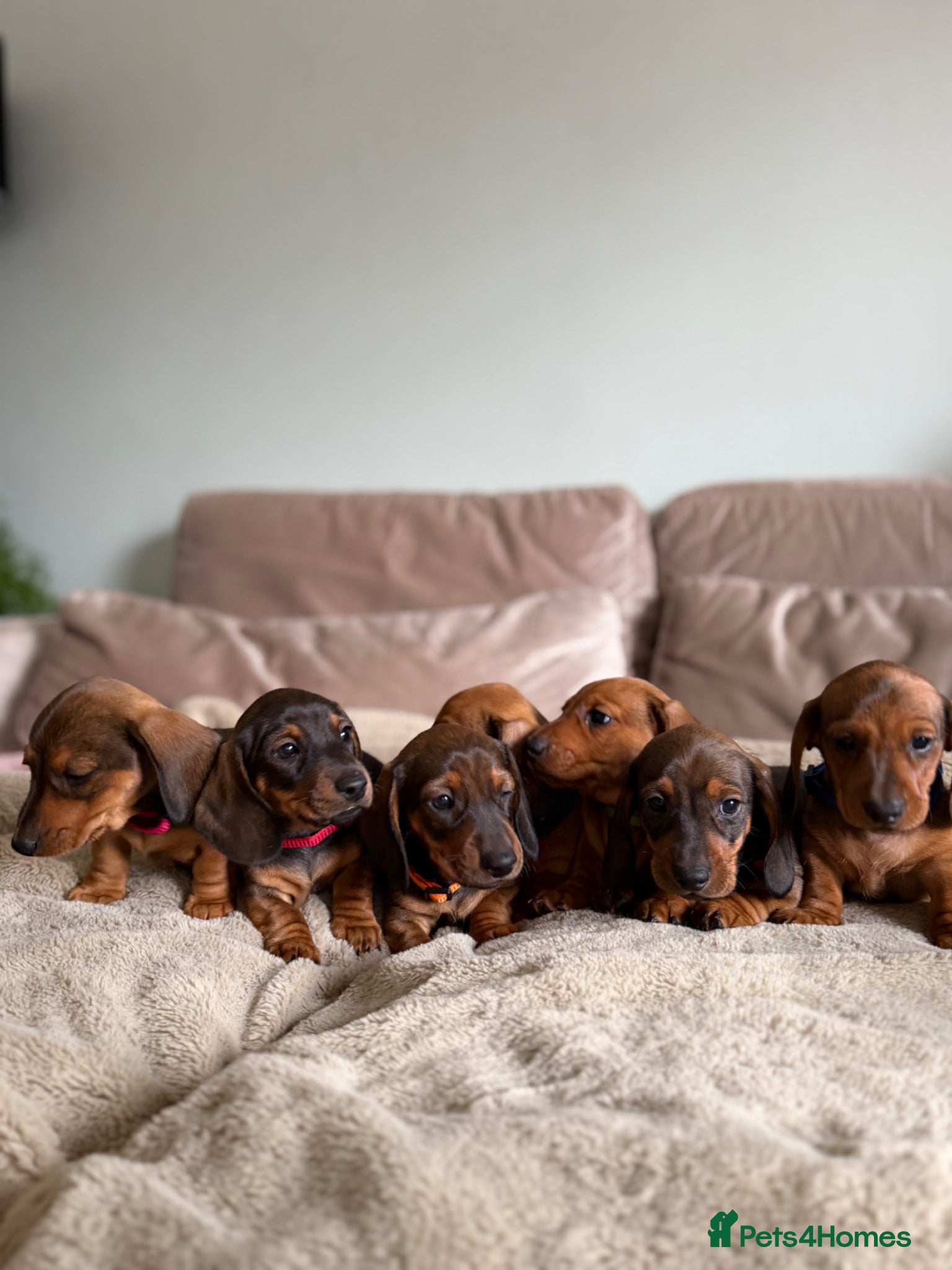 Miniature Dachshund dogs KC registered Miniature dachshunds red&shaded red - Advert 1