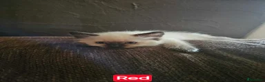 Ragdoll 1