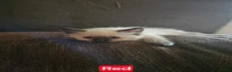 Ragdoll cats for sale: A few ragdolls - Advert 2